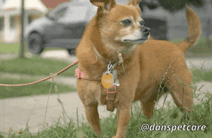 danspetcare happy dog surprised dog walker GIF