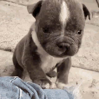 Video gif. A tiny, adorable gray and white puppy stands on someone's leg and raises its little paw in a "hello" motion. Text, "Hi."