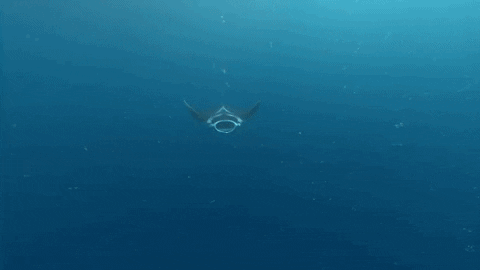 Manta Ray Swimming GIF by Oceana - Find & Share on GIPHY