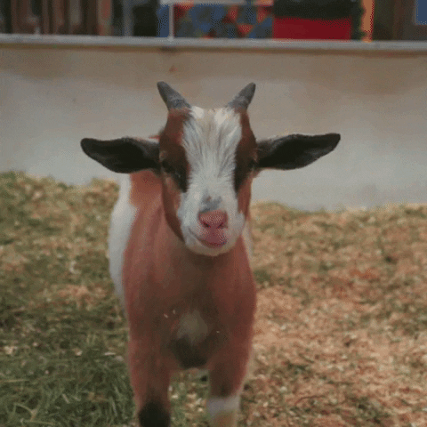 baby goat