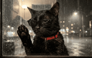 Sad Cat GIF