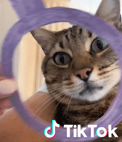 Cat GIF by TikTok France