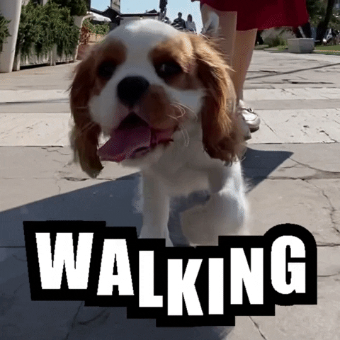 attitudepm dog walking chantal cavalier king GIF