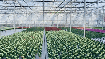 Ammerlaan-Sosef step nursery kas horticulture GIF