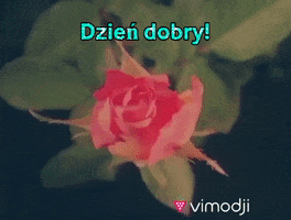 Dzien Dobry GIF by Vimodji