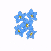 Blooming Forget-Me-Not GIF by David Koblesky