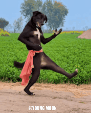 Golden Retriever Dance GIF