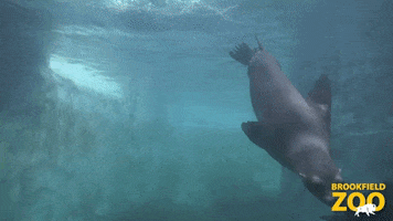 Chicago Swimming GIF by Brookfield Zoo