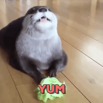 otter eating GIF by Vidme