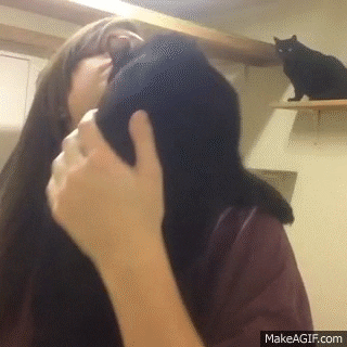 Cats Hugs GIF - Find & Share on GIPHY