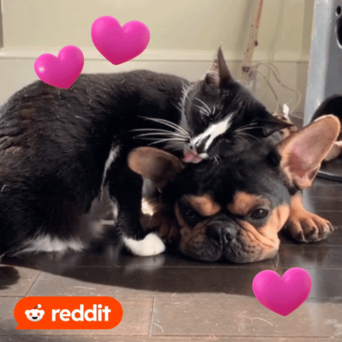 Valentines Day Cat GIF by Reddit