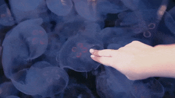 AquariumPacific jelly jellyfish aquarium moon jelly GIF