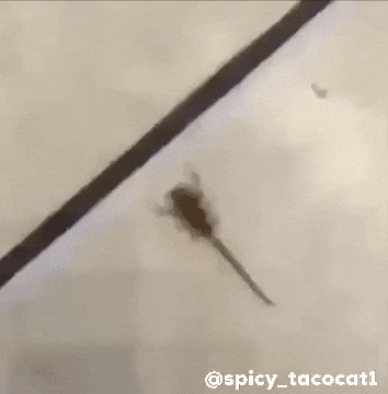 Bug GIF