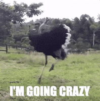 Going Crazy GIF by chuber channel