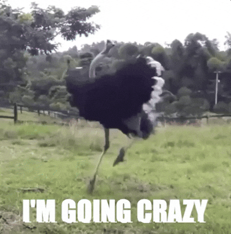 you're driving me crazy GIF by chuber channel