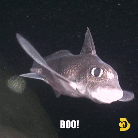 Wildlife gif. Underwater footage of a gray fish with large fins. Text, "Boo!"