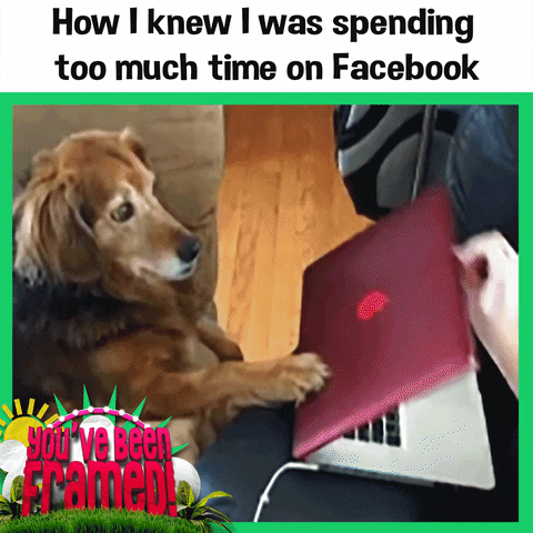 #ybf #you've been framed #facebook #too much time on facebook #internet #attention #funny dog #dogs GIF by You've Been Framed!