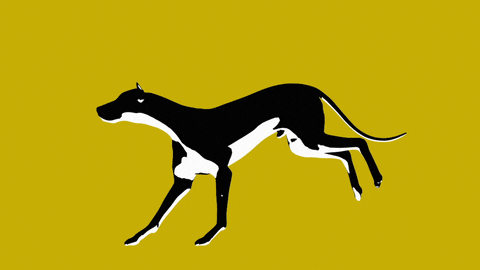animal