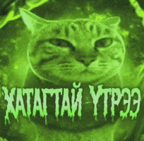 Cat Mongolia GIF