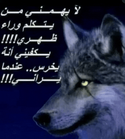 Fox Wow GIF
