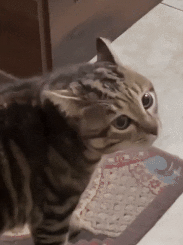 Angrycat Cat Angry GIF