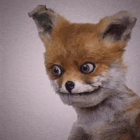 [Linked Image from media1.giphy.com]