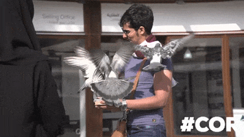Pigeon Sarajevo GIF by VYDY.TV