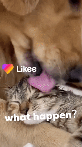 Cats Lol GIF by Likee US