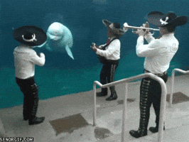 band whale GIF
