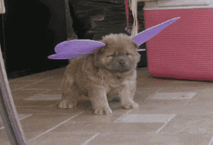 puppy dog GIF  Puppies funny, Funny dog memes, Funny animals