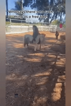 Ride Mini Horse GIF by Storyful