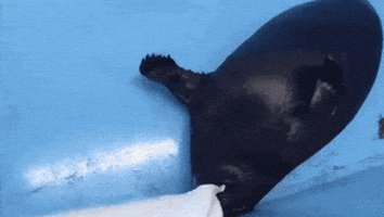Angry Seal GIF