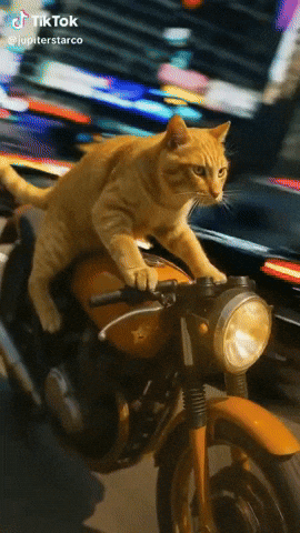 Cat GIF