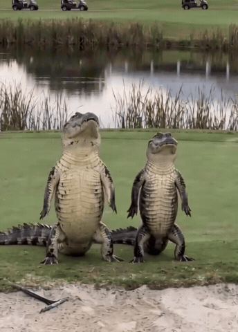 Golf Course Dancing GIF