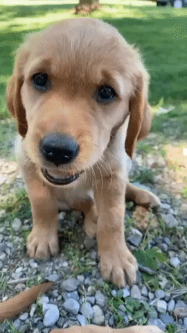 Golden Retriever Puppy GIF by healthybud