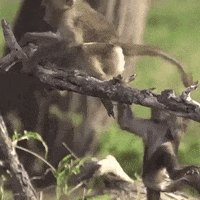 monkeys swinging GIF
