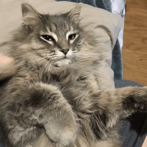Excuse Me No GIF by realzygoatian