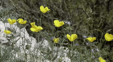 Flowers Spring GIF by San Diego County