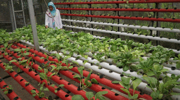 Kebun GIF