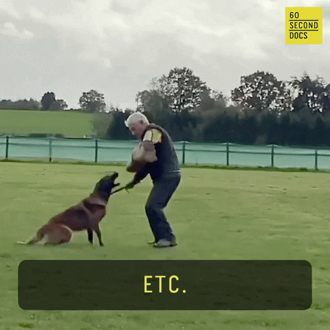 Dog Trainer Cat GIF by 60 Second Docs