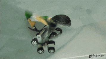 parrot roller skating GIF