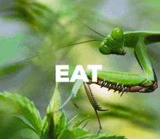 Praying Mantis Love GIF by Natural History Museums of Los Angeles County