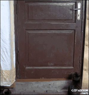 giphy.gif