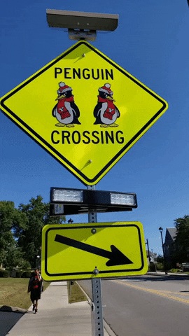 Ysu Penguin Crossing GIF by Youngstown State University