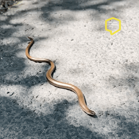Snake Austria GIF by Linz News