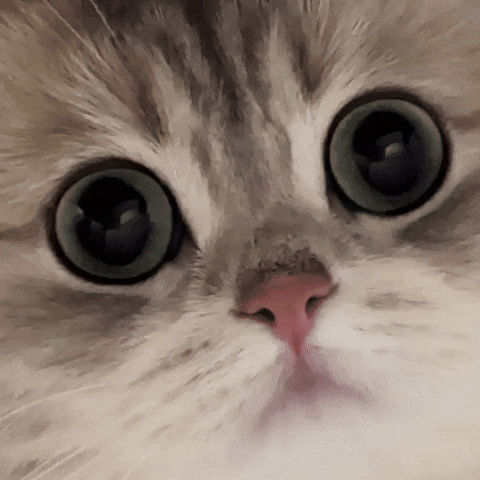 Cat Stare GIF