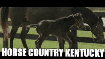 visithorsecountry GIF