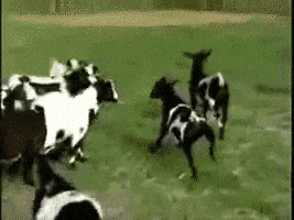 goats Dah GIF