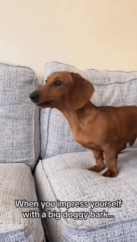 Dog Impresses Himself With Loud Bark