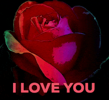 Rose Love GIF by tailor_made_solutions